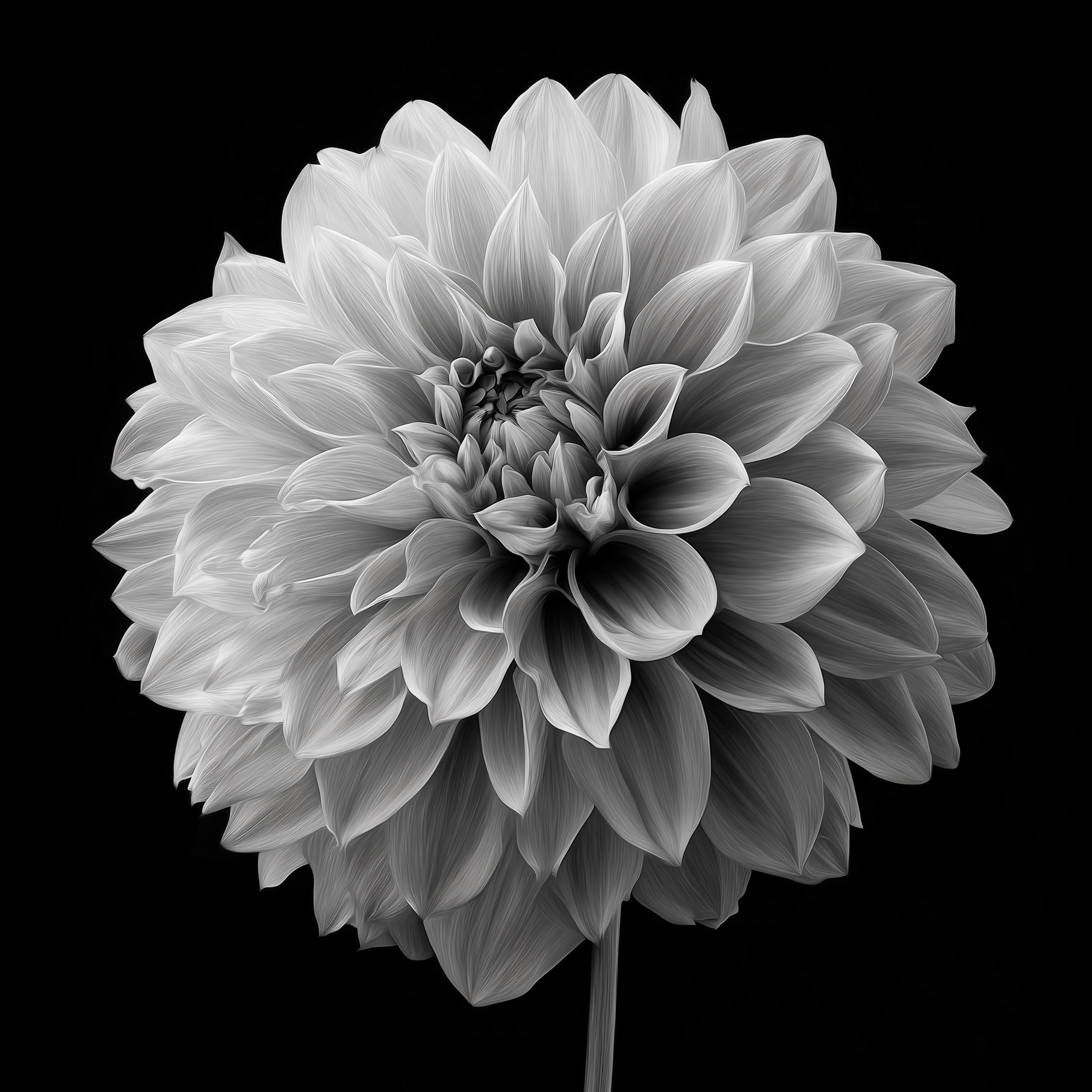 White Flower Series 01 - Botanical Monochrome