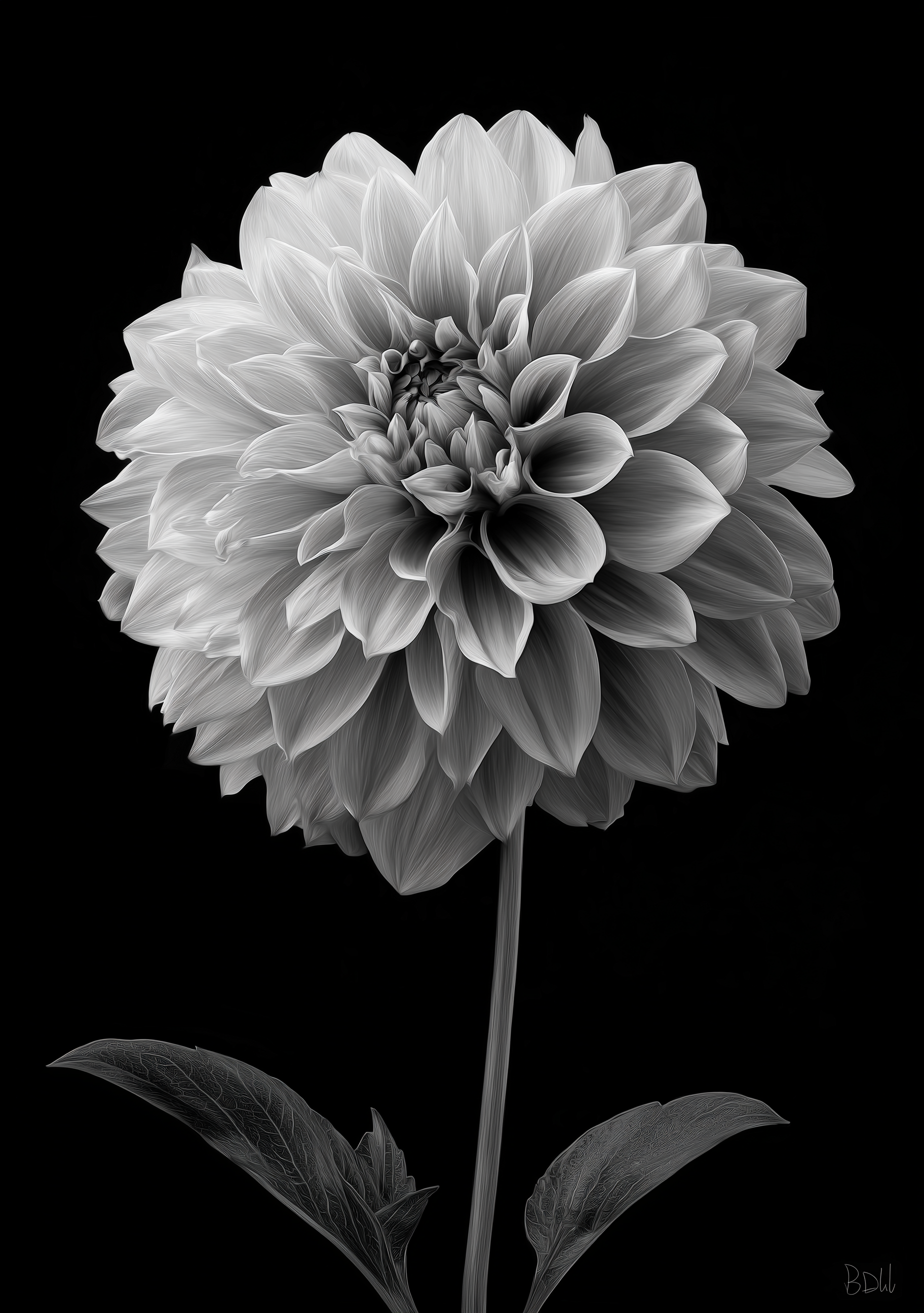White Flower Series 01 - Botanical Monochrome