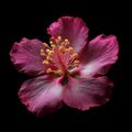 Chromatic Bloom 03