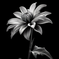 White Flower Series 02 - Botanical Monochrome