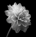 White Flower Series 03 - Botanical Monochrome