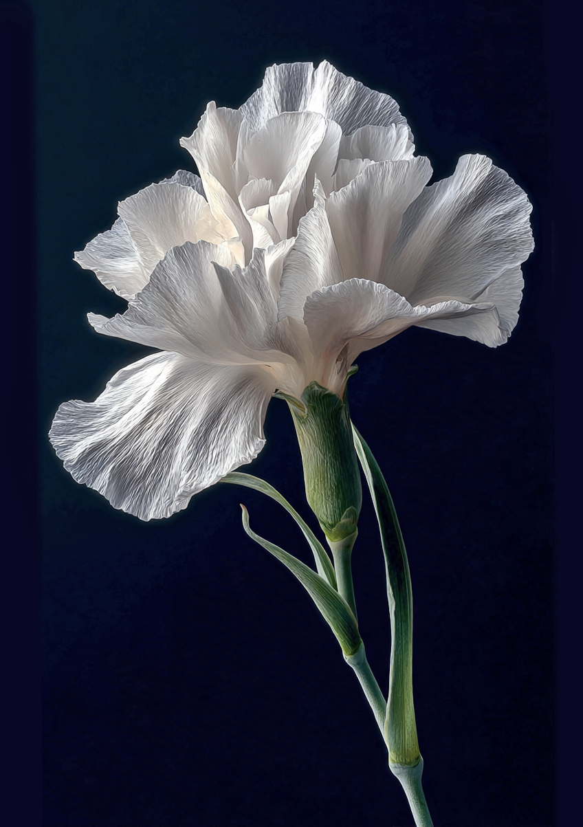 White Flower Series 06 - Botanical Colour