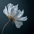 White Flower Series 04 - Botanical Colour