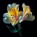 Chromatic Bloom 05
