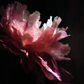 Chromatic Bloom 06