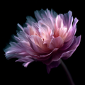 Chromatic Bloom 04